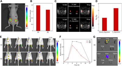 19F MRI-fluorescence imaging dual-modal cell tracking with partially fluorinated nanoemulsions